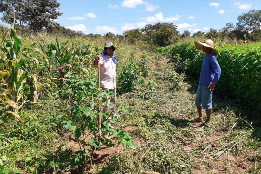 Fruto Verde: renda com preservação