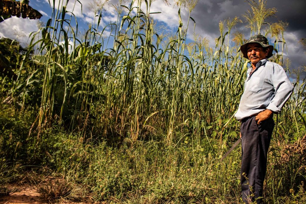 Juvenil Ribeiro Costa, seu Thoco, é artesão chiquitano e produz vassouras a partir de "Sorghum bicolor" (Foto: Acervo ISPN/Méle Dornelas)
